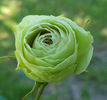 Lovely Green (tufa) 50