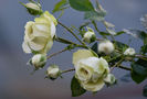Lovely Green (tufa) 50