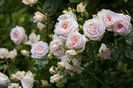 Mme Anisette (tufa) 60
