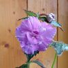 BriDs 102_2020