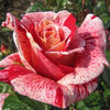 Peppermint Splash (tufa) 50