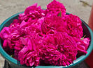Rose de Rescht (tufa) Damasc 50