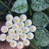 Hoya Krohniana Eskimo-Foto net