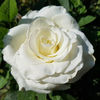White Chocolate (tufa) 50