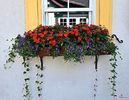 Flowers in Mt Tremblant