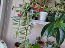 Aeschynanthus Bolero variegat(8-08-2024)