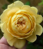 Golden Celebration (tufa) 60