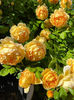 Golden Celebration (tufa) 60