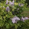 Liliac variegat
