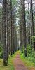 Forest trails near Lac Simon, QC