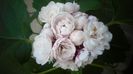 "Philippinum",superba inflorescemta,minunat parfum!