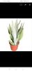 Screenshot_20240816_132027_com.android.chrome