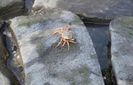 spent one hour trying to find this lil guy’s family… – guys i really think he was a bit lost :,(
