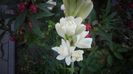 Polianthes tuberosa