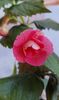 Rf s Pink Swan