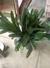 Img.2024.08.04- clivia