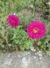 Img.2024.08 08