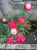 Img.2024.08.11
