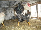 Picture 022
