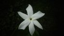 Jasmin angulare