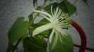 Passiflora capsularis