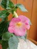 Vie en Rose