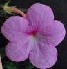 Peach Blossom