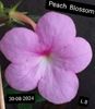 Peach Blossom