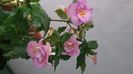 IMG-20240831-WA0053