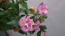 IMG-20240831-WA0055