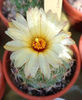 Coryphantha calipensis