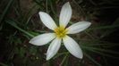 Zephyranthes,calde multumiri!