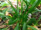 Liriope