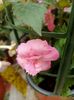 IMG20240906163333