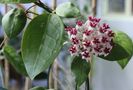Hoya Patricia - foto net