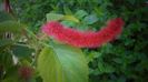 Acalypha abia acum a observat vara...