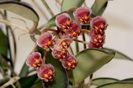 Hoya Anncajanoae
