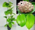 Hoya Balaensis