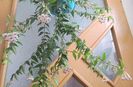Hoya Bella