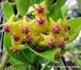 Hoya Burmanica