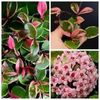 Hoya carnosa Flamingo Dream