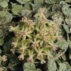 Hoya Curtisii - Taiwan