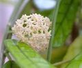 Hoya globulosa - syn Hoya villosa