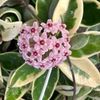 Hoya Krimson