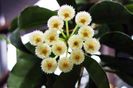 Hoya lacunosa Mint