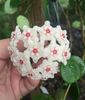 Hoya Mathilde serpens