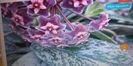 Hoya pubicalyx Reva - super splash