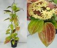 Hoya quinquenervia
