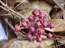 Hoya rundumensis - Splash