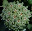 Hoya serpens